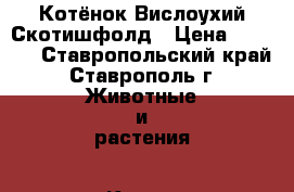 Котёнок Вислоухий Скотишфолд › Цена ­ 1 500 - Ставропольский край, Ставрополь г. Животные и растения » Кошки   . Ставропольский край,Ставрополь г.